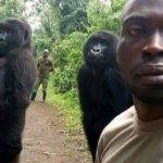 Foto Gorila Welfie Bareng Petugas Taman Nasional Viral di Facebook,