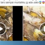 Video Ikan Berulat Viral di Facebook, Ini Tanggapa BPOM Palopo