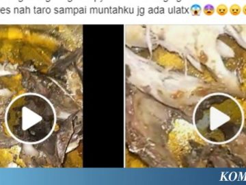 Video Ikan Berulat Viral di Facebook, Ini Tanggapa BPOM Palopo