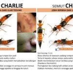 Viral di Facebook soal Bahaya Semut Charlie yang Beracun pada Kulit, Berikut Cara Penanganannya