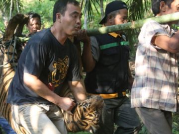 Dokter dan petugas terkait mengevakuasi  seekor harimau sumatera (panthera tigris sumatrae) yang sudah dibius, di hutan produktif kawasan perbukitan Timbulun Aia Tajun, Sumatera Barat, 11 Juni 2016.  ANTARA/Masrian