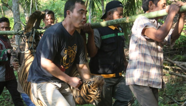 Dokter dan petugas terkait mengevakuasi  seekor harimau sumatera (panthera tigris sumatrae) yang sudah dibius, di hutan produktif kawasan perbukitan Timbulun Aia Tajun, Sumatera Barat, 11 Juni 2016.  ANTARA/Masrian