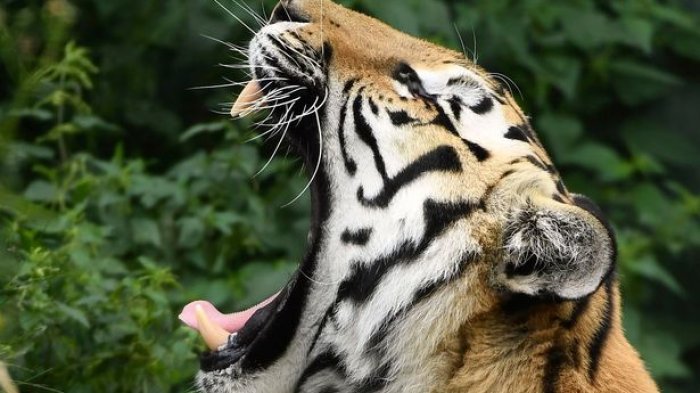 Di Facebook Ramai Diperbincangkan Keberadaan Harimau di Tanbu, Begini Reaksi BKSDA Kalsel