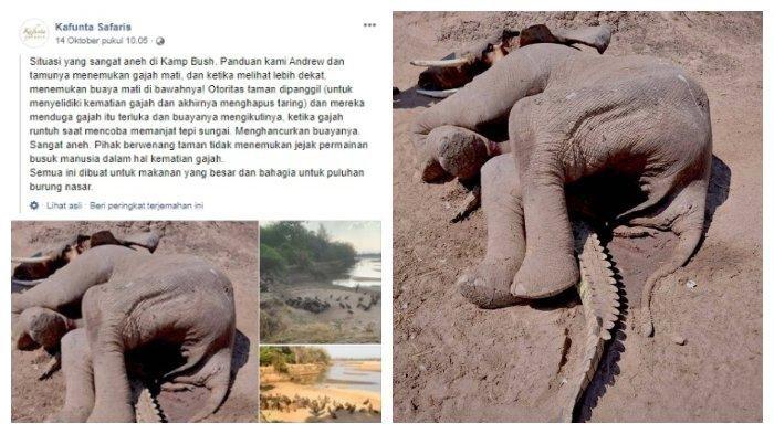 Viral di Facebook, Foto Hasil Akhir Pertarungan Brutal Gajah vs Buaya, Berakhir Sekarat & Tertindih