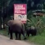Seekor induk gajah sumatera yang diberi nama Seruni terlihat bersama seekor anaknya di tepi jalan di Kecamatan Mandau, Kabupaten Bengkalis, Riau, Selasa (3/12/2019). (FOTO ANTARA/HO-BBKSDA Riau)